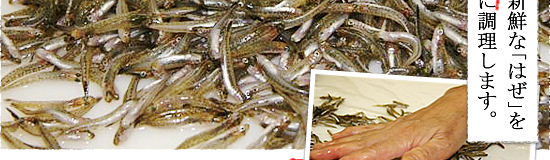 朝獲れたての新鮮な「はぜ」をその日のうちに調理します。