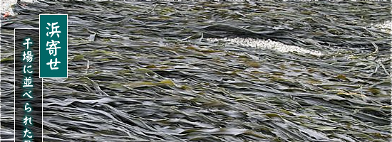 昆布漁　浜寄せ